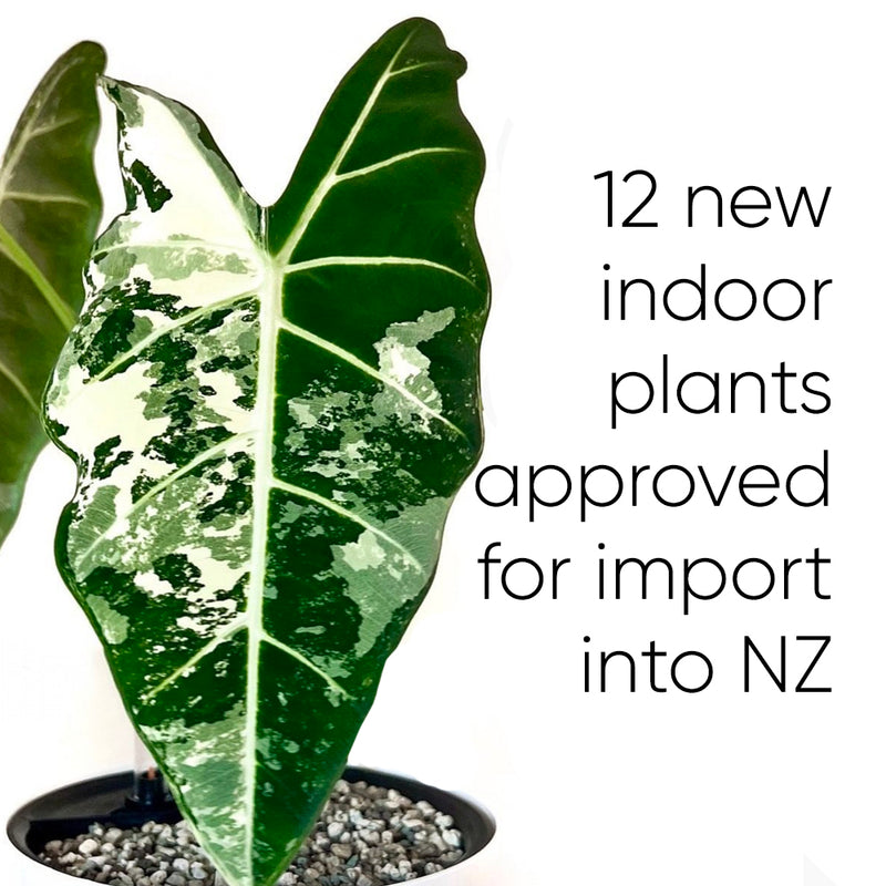 BREAKING NEWS: 12 new indoor plants approved for import into New Zealand