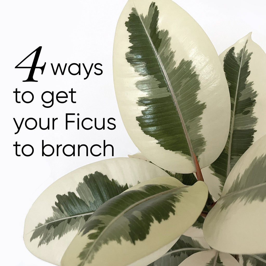 4 ways to get your Ficus to branch out and be bushier lovethatleaf