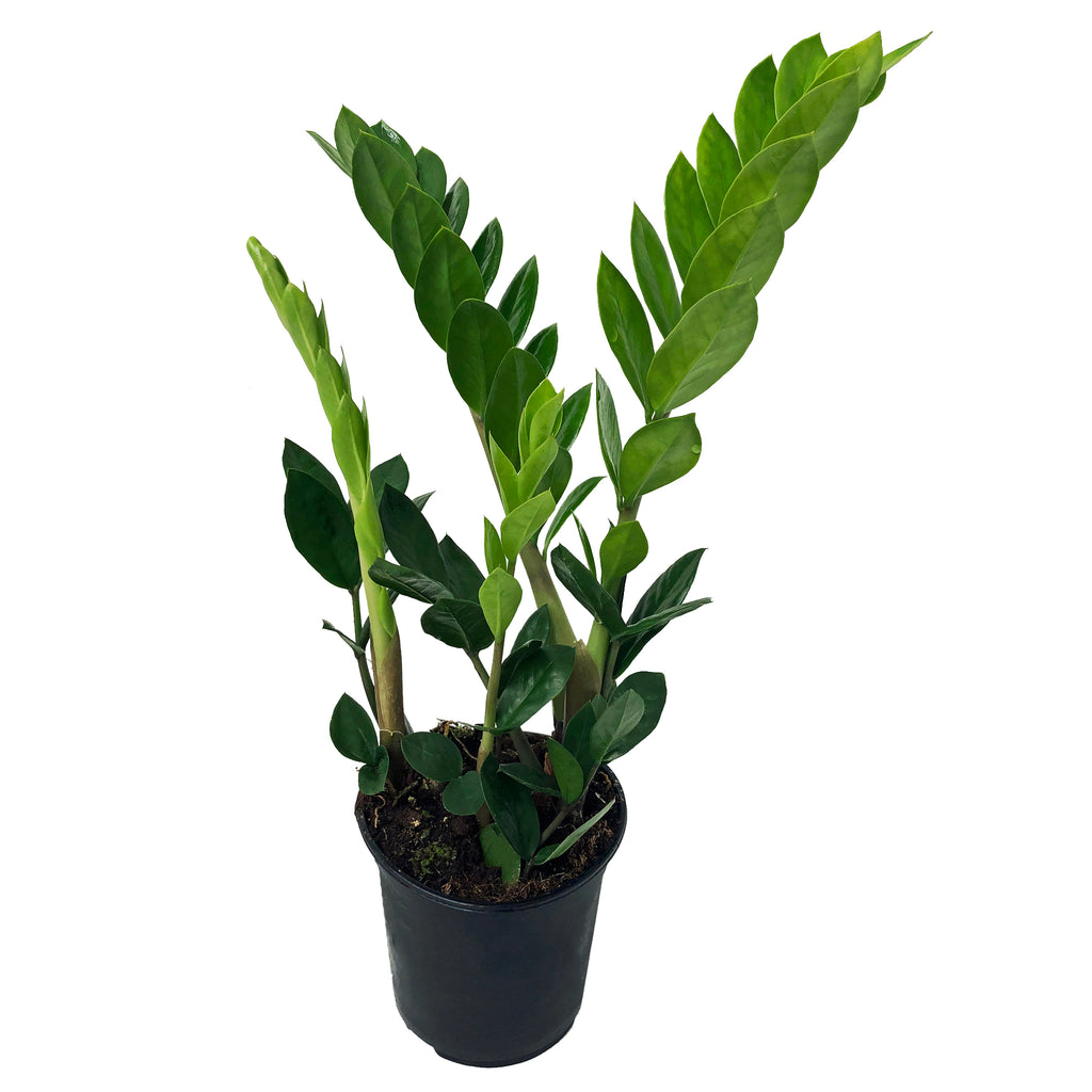 Zamioculcas Zamiifolia ZZ Plant Care Guide Lovethatleaf zamioculcas-zamiifolia-zz-plant-care-guide-lovethatleaf