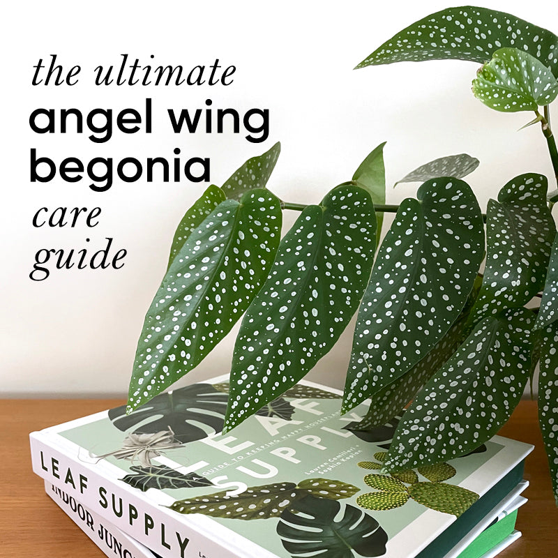 The Ultimate Angel Wing Begonia Guide – lovethatleaf