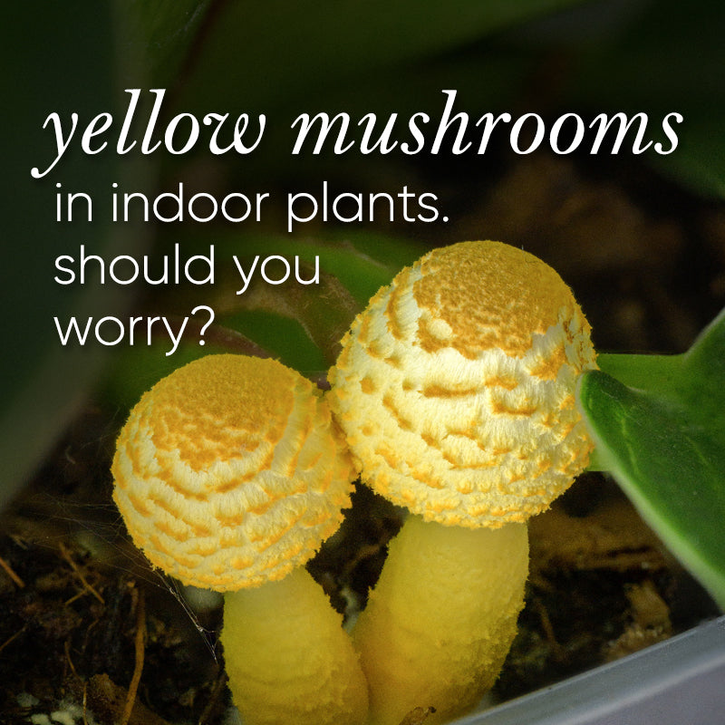 Found yellow mushrooms in your indoor plants? When to worry and what to do about them