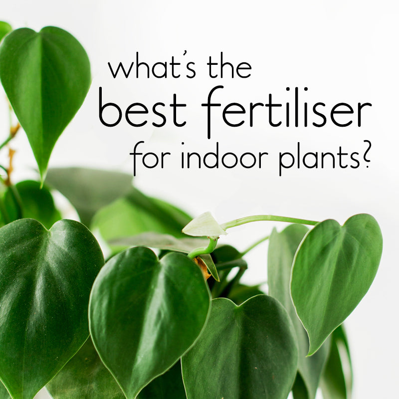 What's the best fertiliser for indoor plants?  lovethatleaf