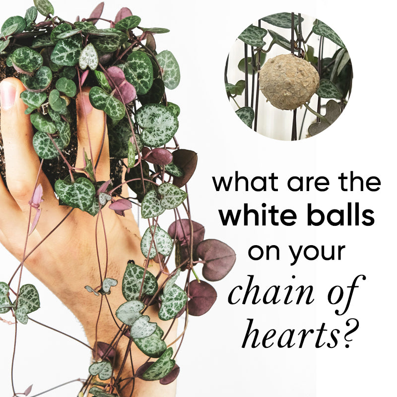 What are the white balls growing on my Chain of Hearts? – lovethatleaf