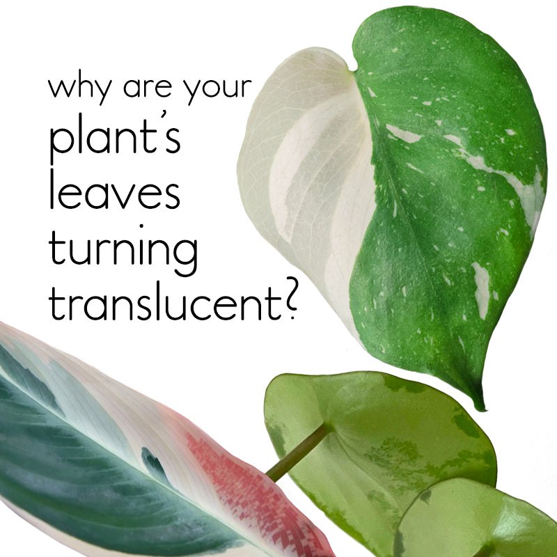 Why do plant's leaves turn translucent after watering? (what is edema and how to fix it)