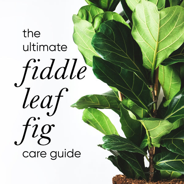 The Ultimate Fiddle Leaf Fig Plant Care Guide (Ficus Lyrata)  lovethatleaf