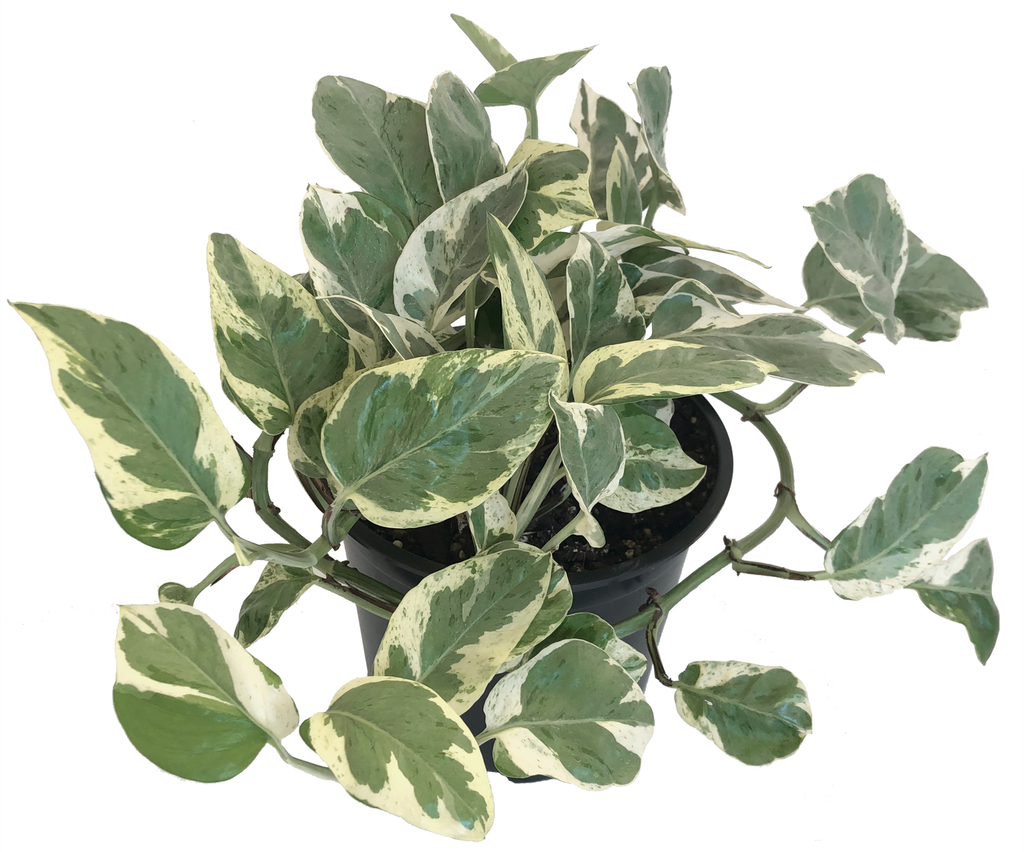 Glacier Pothos Care Guide  lovethatleaf