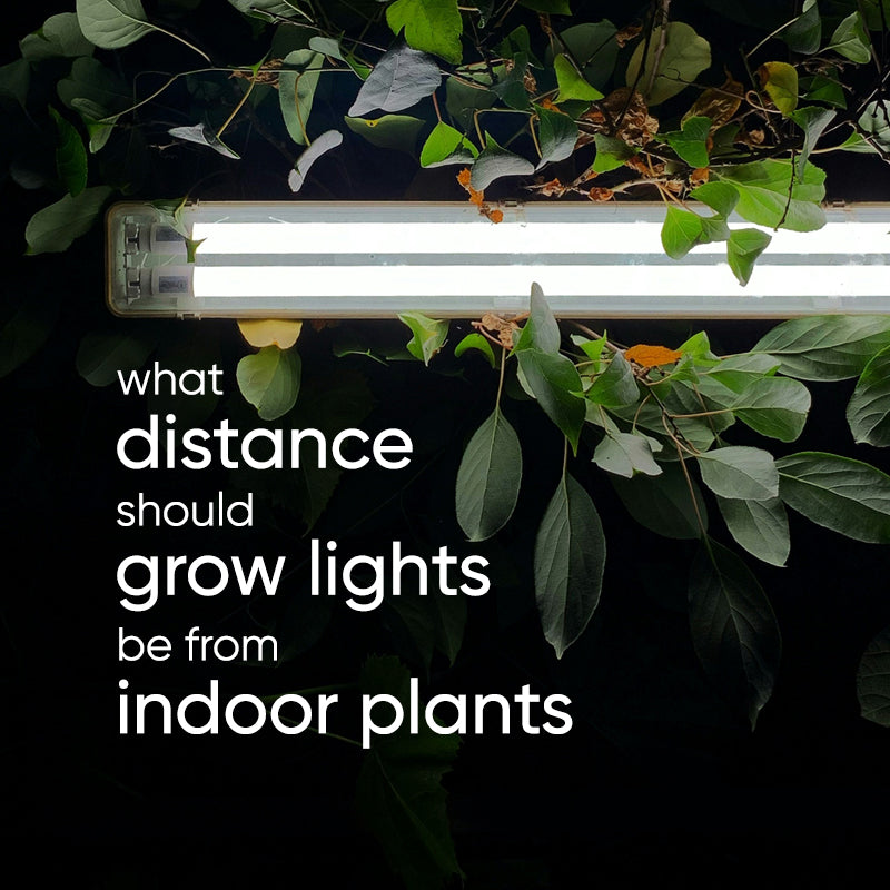 How close should grow lights be to indoor plants?  lovethatleaf