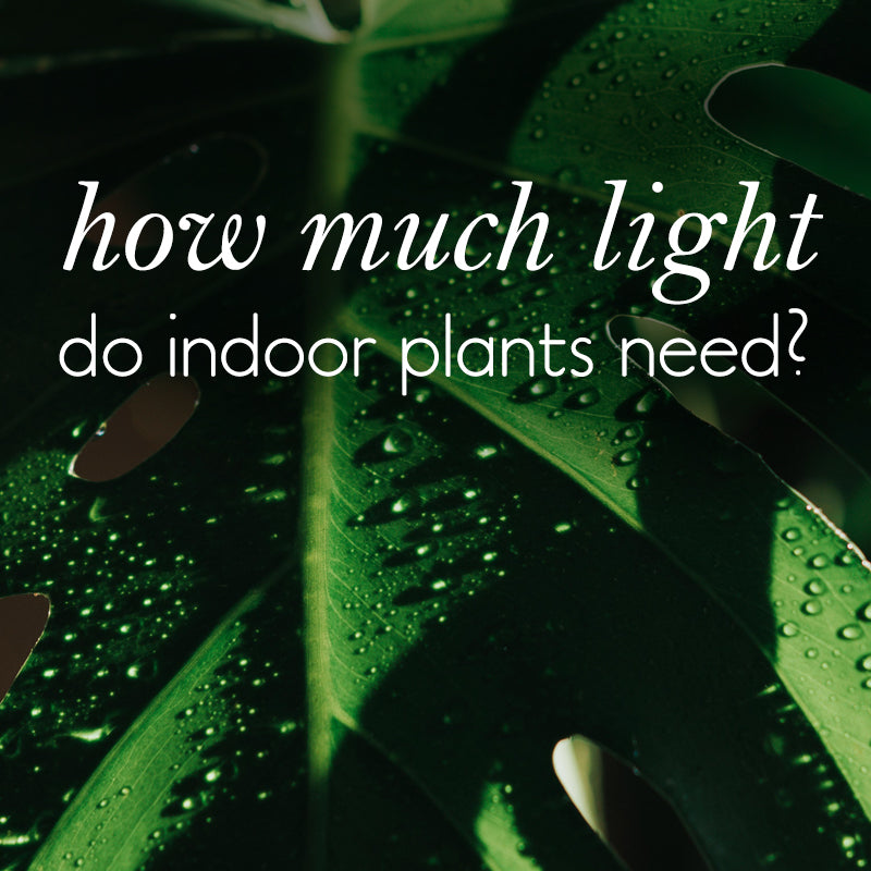The Plant Species Light Guide - How much light do indoor plants need?