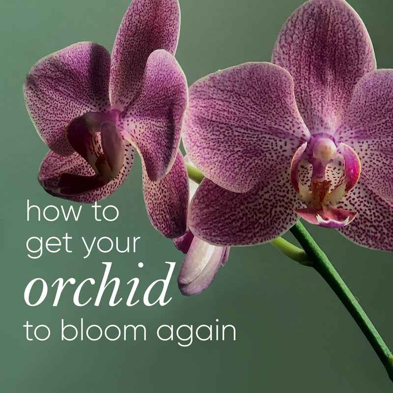 How to get your orchid to re-bloom and flower again (and again)