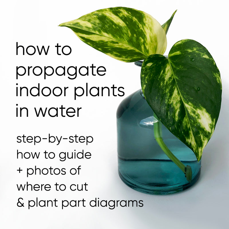 How to water propagate indoor plants (the simple step-by-step guide with photos)