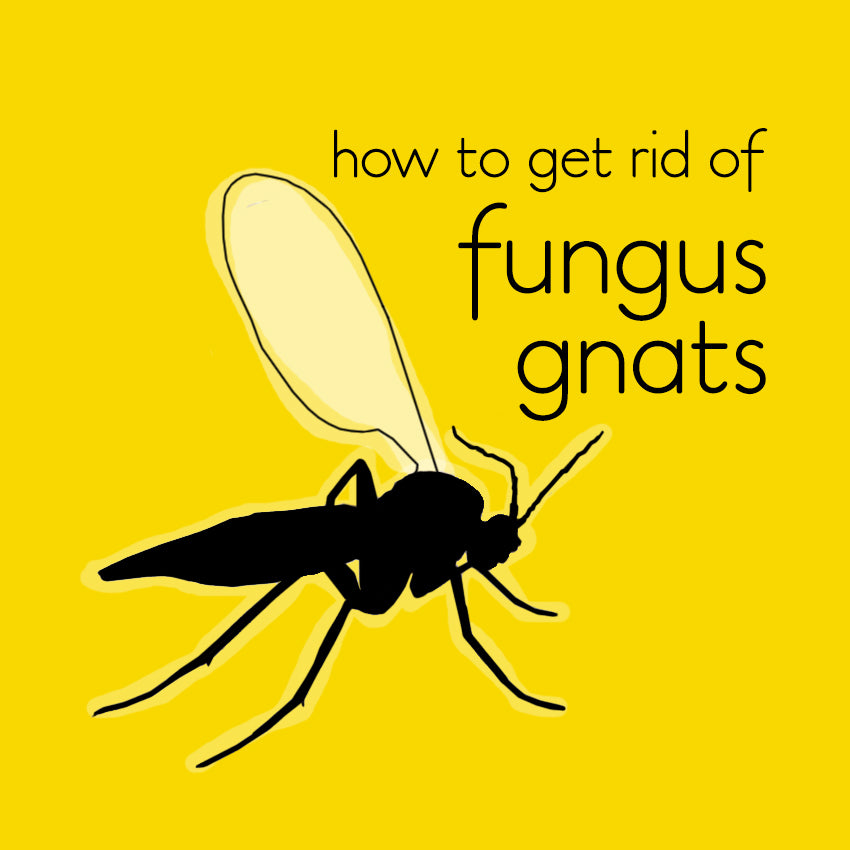 How To Get Rid Of Fruit Flies At Home