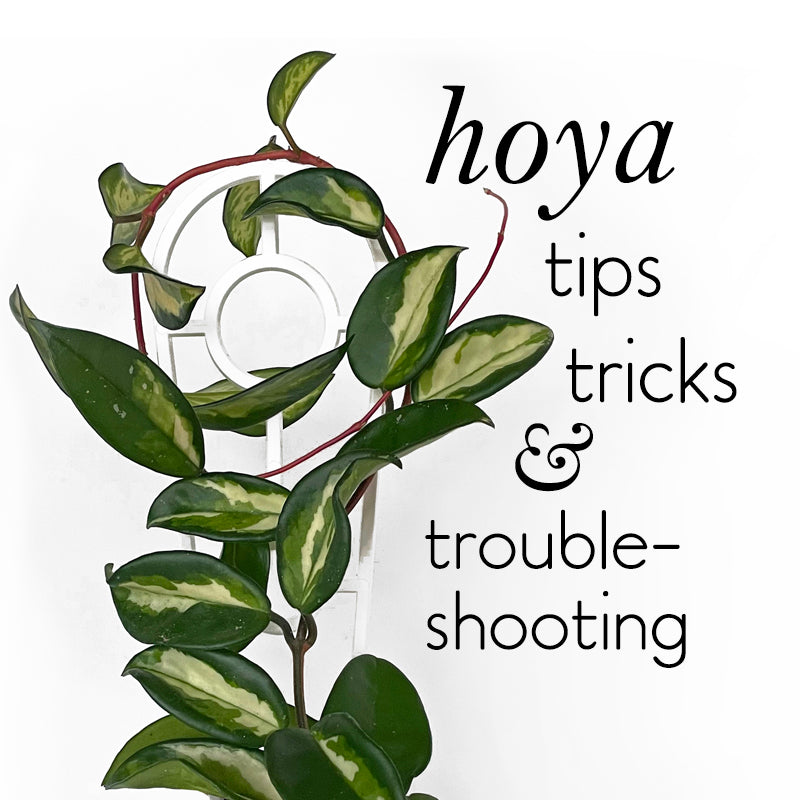 Hoya tips, tricks and trouble-shooting