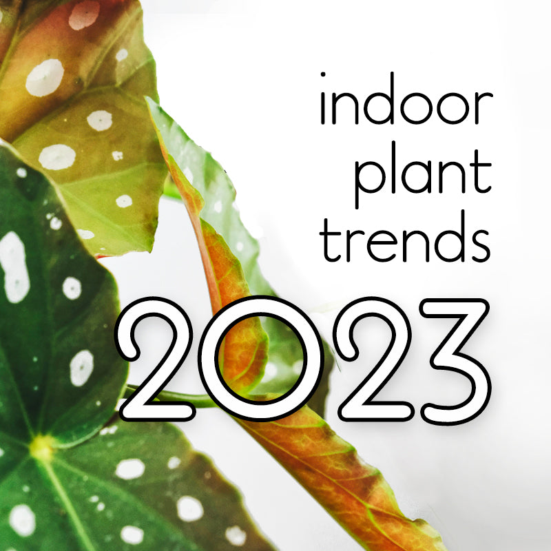 Top 10 Indoor Plant Trends for 2023 (including Plant of The Year)