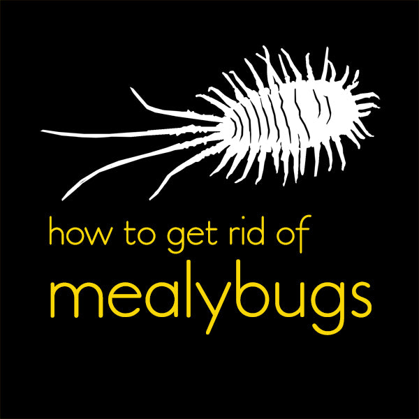 How to get rid of mealybugs on indoor plants
