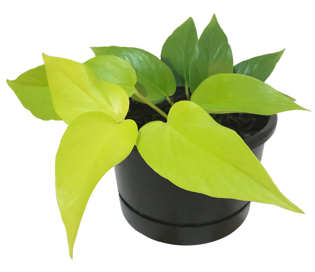 Neon Pothos Care Guide  lovethatleaf