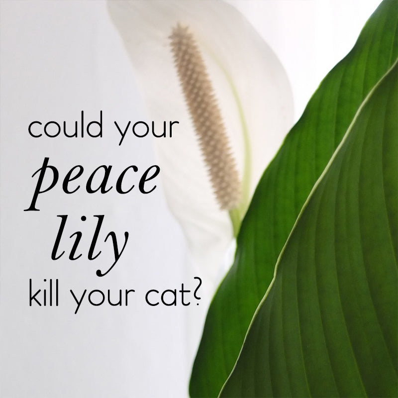 Will my Peace Lily kill my cat?  lovethatleaf