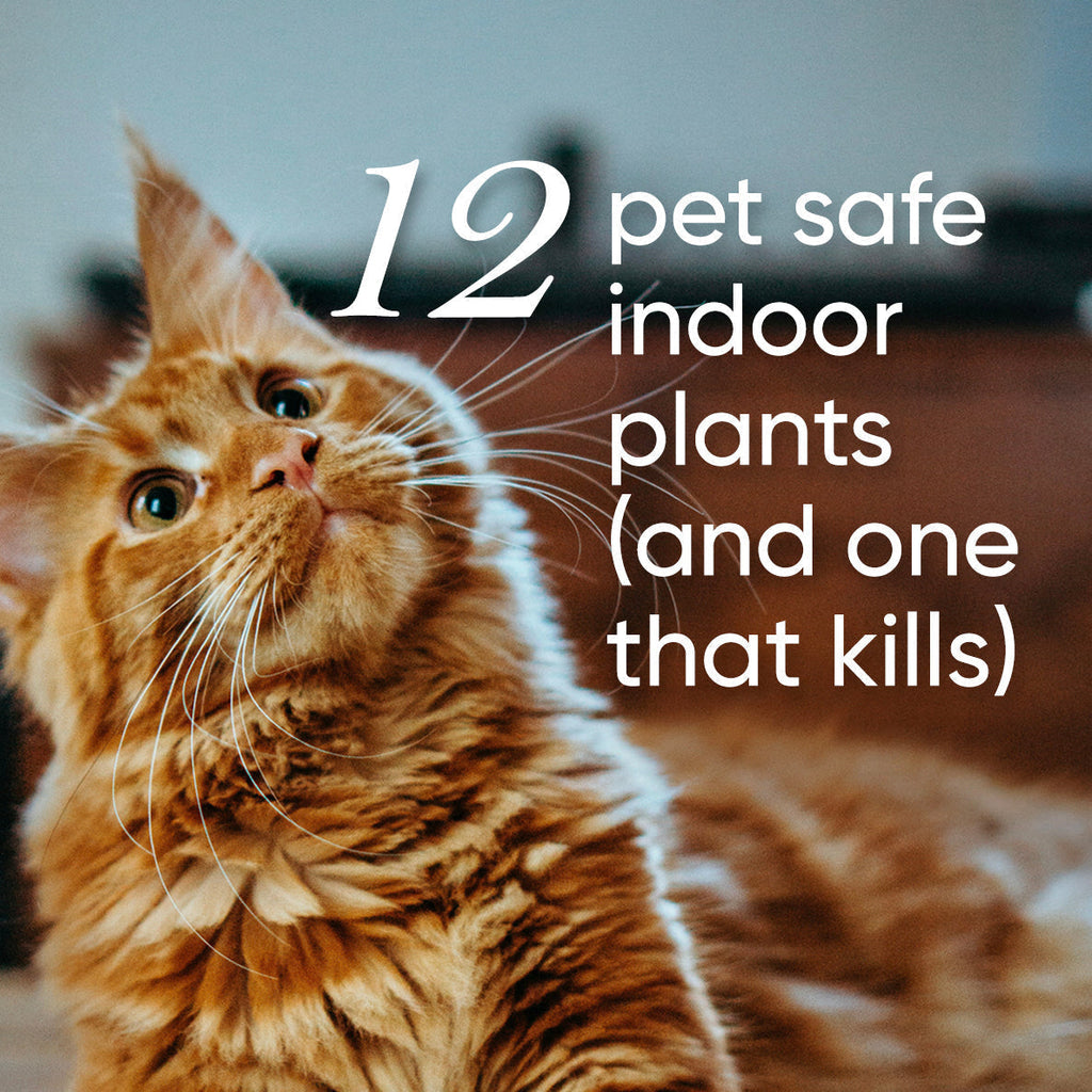 Top 12 Pet Safe Indoor Plants for Cats and Dogs (and one that can kill   lovethatleaf