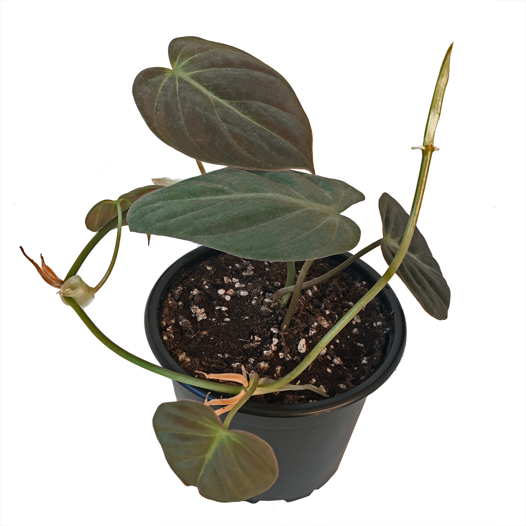 photinia winterhart Glanzmispel Photinia fraseri Carré Rouge Gartenpflanze 19cm 90cm main image 0