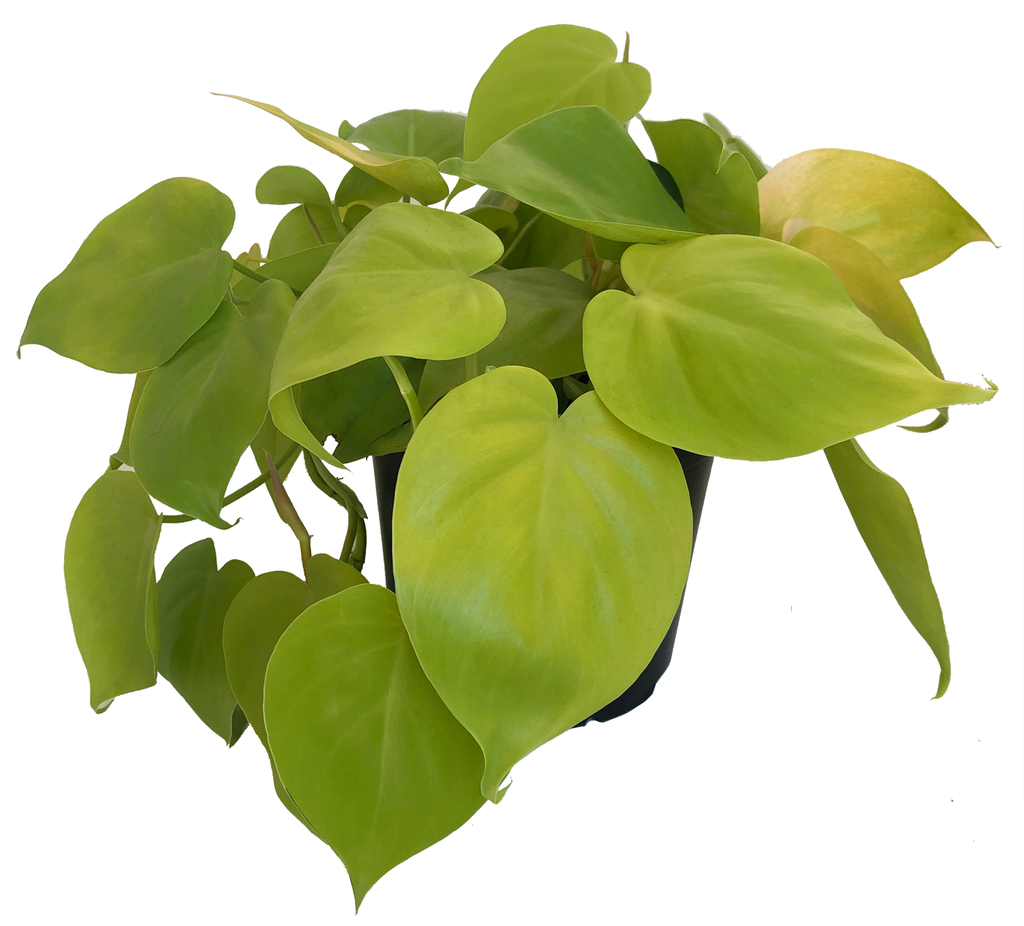 Philodendron Neon Care  lovethatleaf