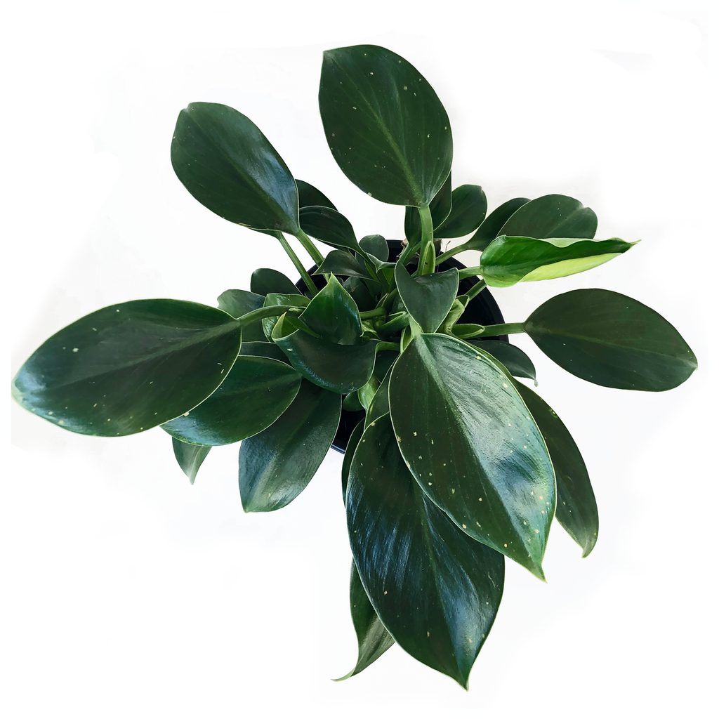 Philodendron Green Princess Care  lovethatleaf