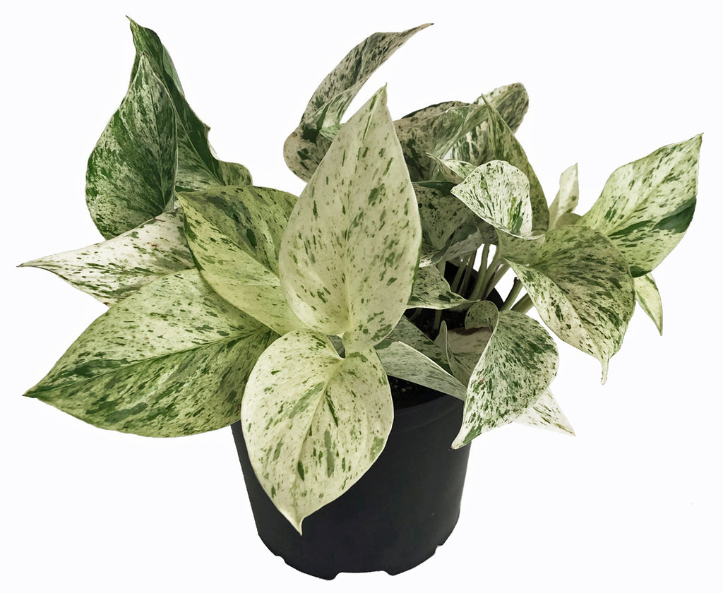 Super White Marble Queen Care Guide – lovethatleaf