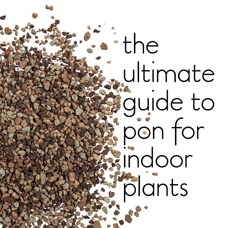 The Ultimate Guide to Growing Indoor Plants in Pon [Lechuza Pon] –  lovethatleaf