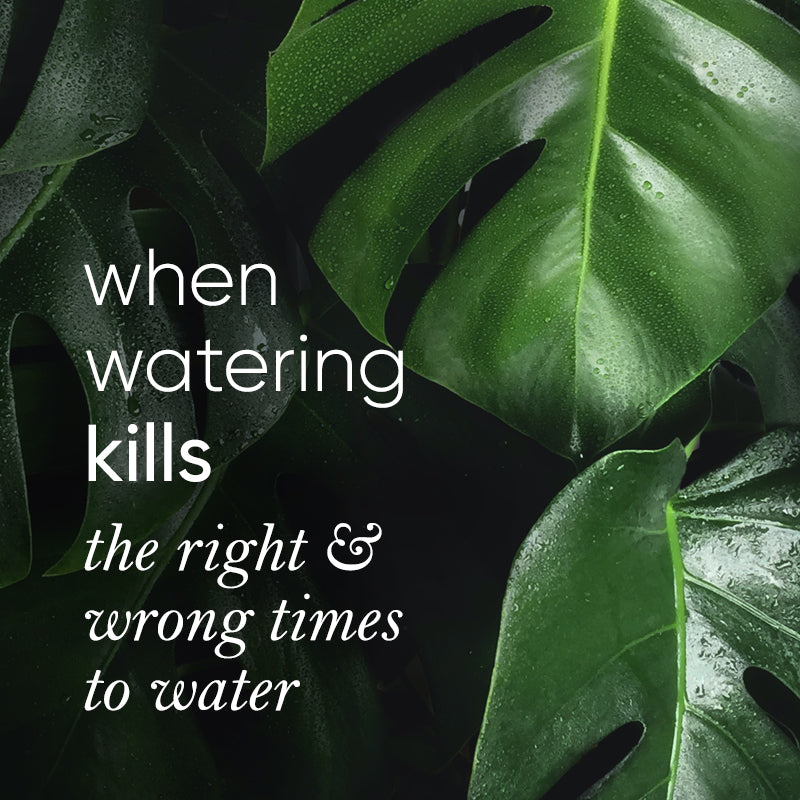 When is the best time to water indoor plants? lovethatleaf