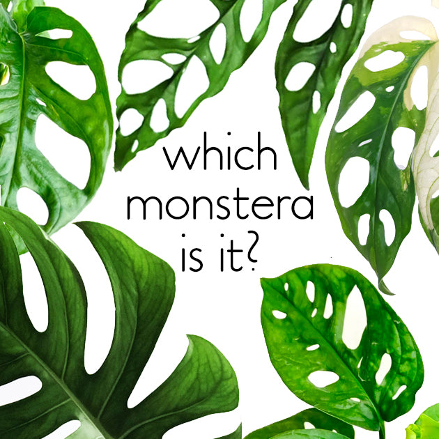 Which Monstera is it? Guide to the top 10 Monstera varieties  lovethatleaf