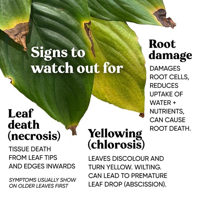 signs-symptoms-chlorine-chloride-toxic-plant-leaves