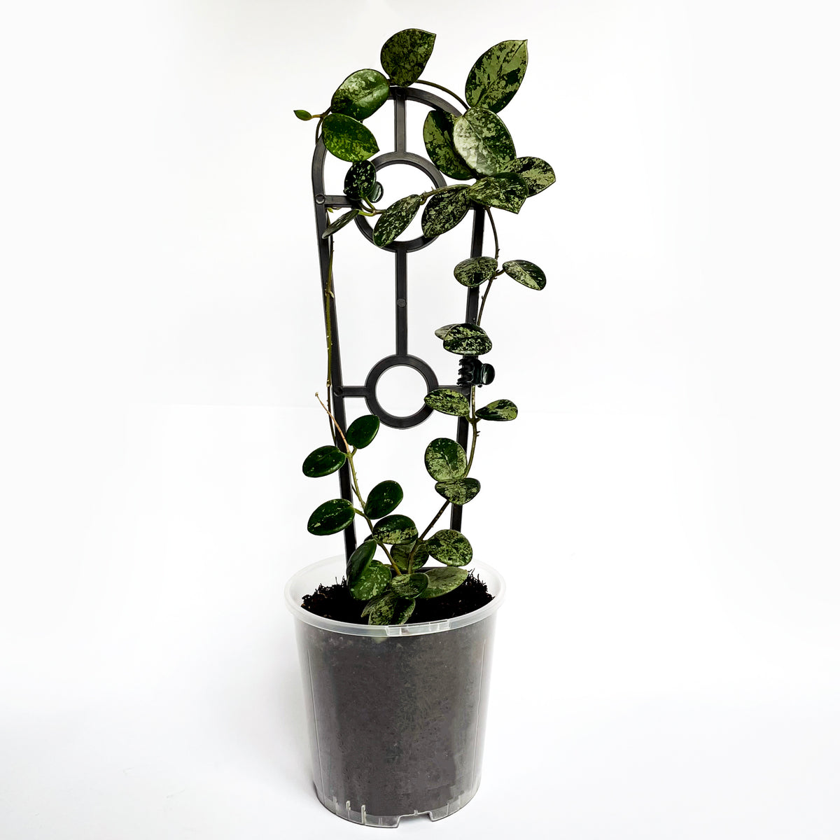 Crew Mini Plant Trellis - BLACK