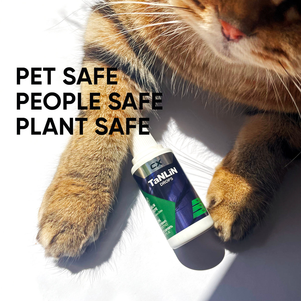 fungus-gnat-treatment-cx-tanline-pet-safe