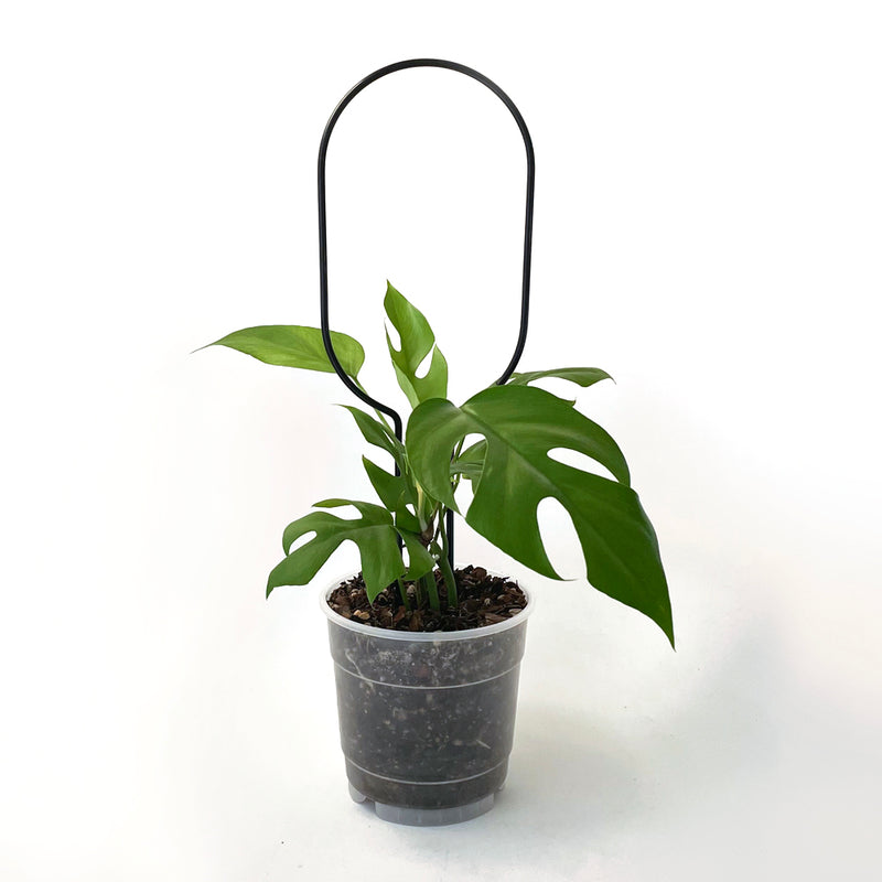 Botanopia Plant Support Stake - Black Hoop 34cm