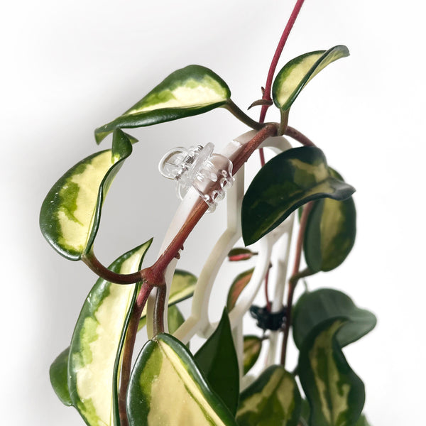 CLEAR Plant Claw Clips Orchid Clips and Hoya Clips lovethatleaf