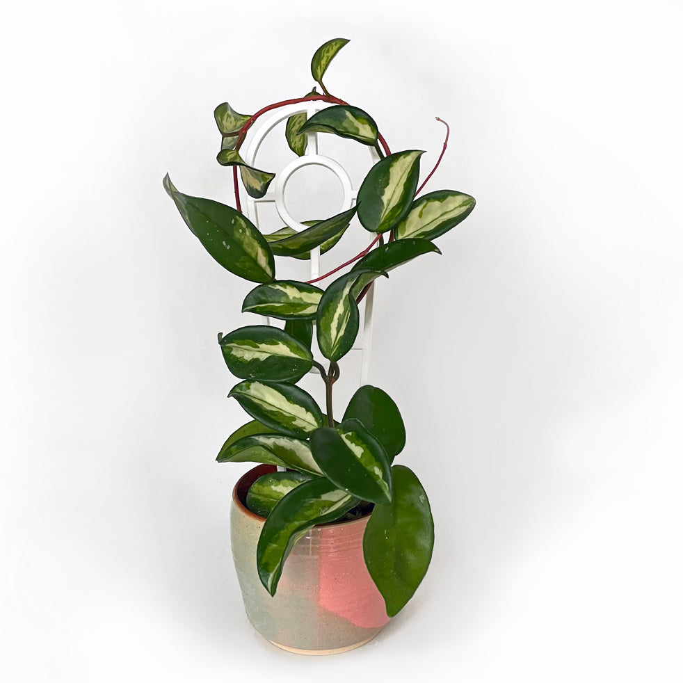 Crew Mini Plant Trellis - WHITE