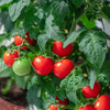 Patio Mini Tomato - Seeds