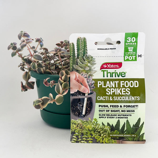 Yates Thrive Plant Food Spikes Cacti & Succulents lovethatleaf