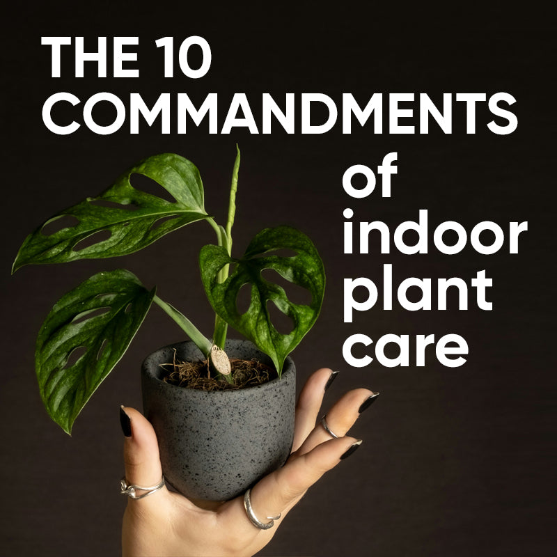 The 10 Commandments of Houseplant Care
