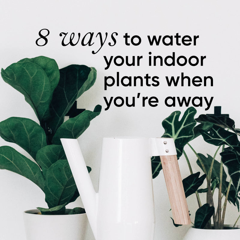 8 ways to keep indoor plants watered while you're on holiday