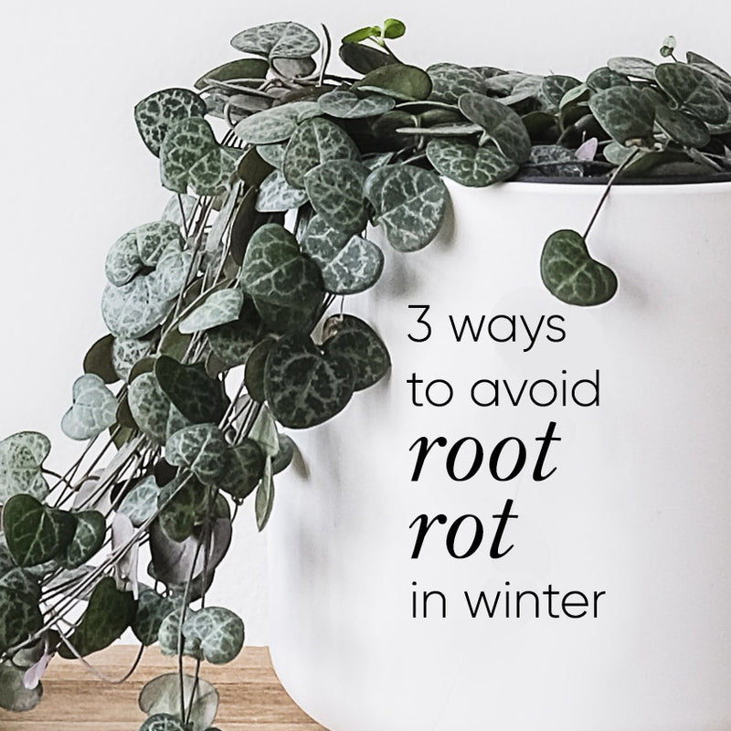 3 ways to avoid root rot in winter