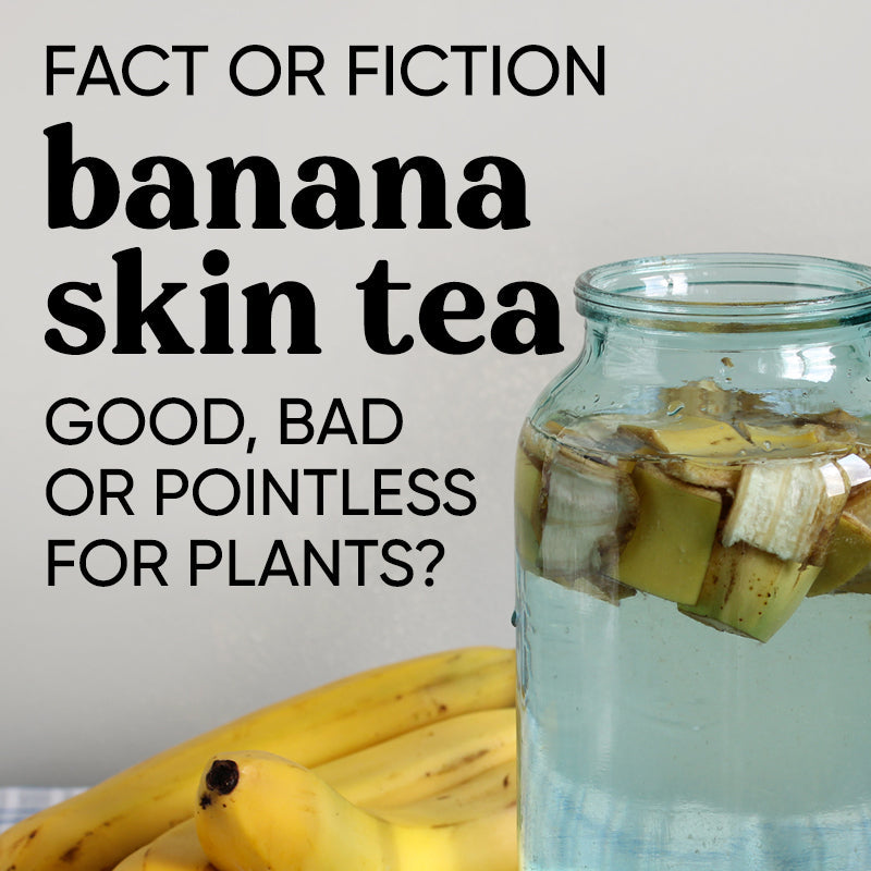 Should you use banana peel water for indoor plants?