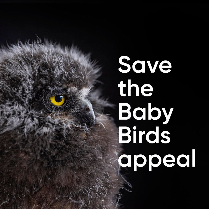 Save the Baby Birds Appeal