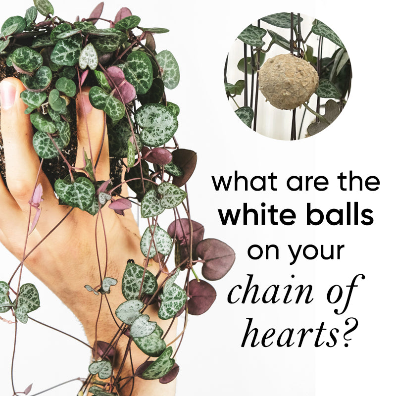 What are the white balls growing on my Chain of Hearts?
