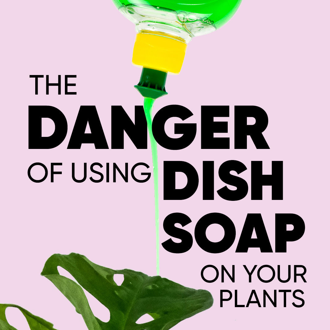 danger-use-dish-soap-dishwash-detergent-plants-home-remedy-pest-control