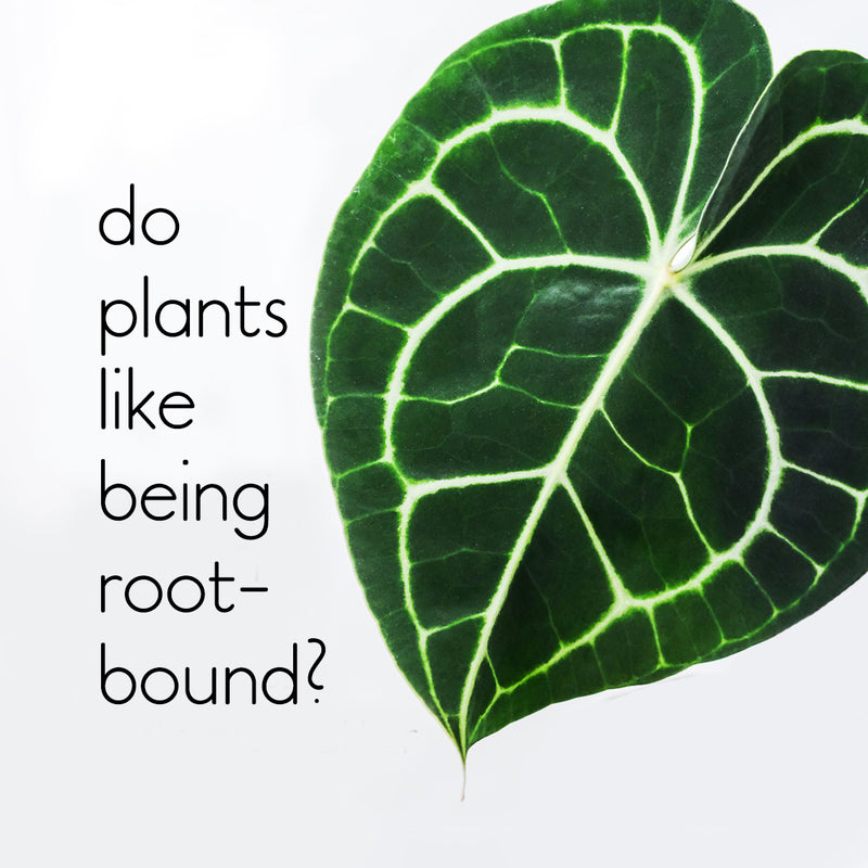 Fact or Fiction? Plants like being rootbound & smaller pots are better