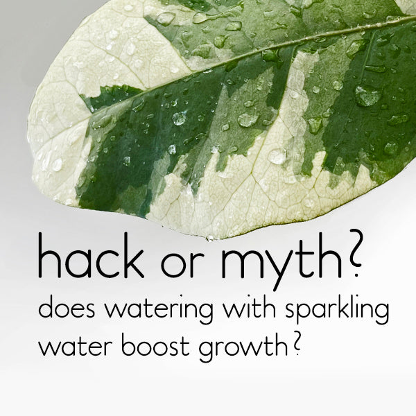 Does watering indoor plants with carbonated water boost growth?