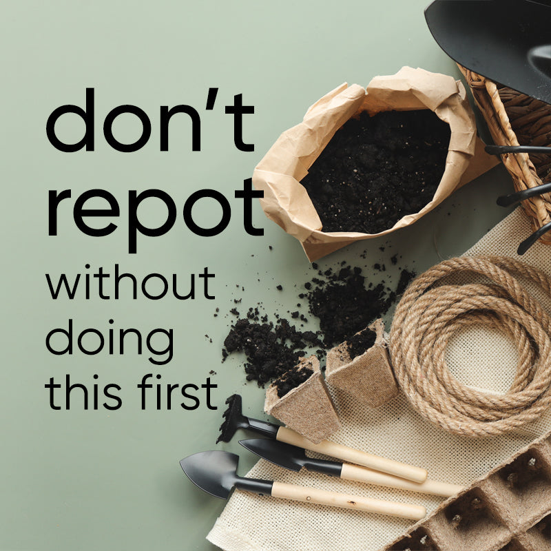 Repotting Mistakes! What to do and NOT to do when repotting so your plants don't die