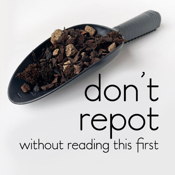 What to do - and NOT to do - when repotting so your plants don't die