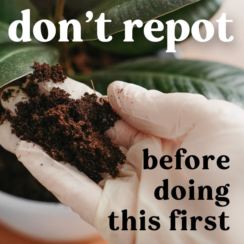 repotting-mistakes-how-to-repot-houseplant-indoor-potted-plant