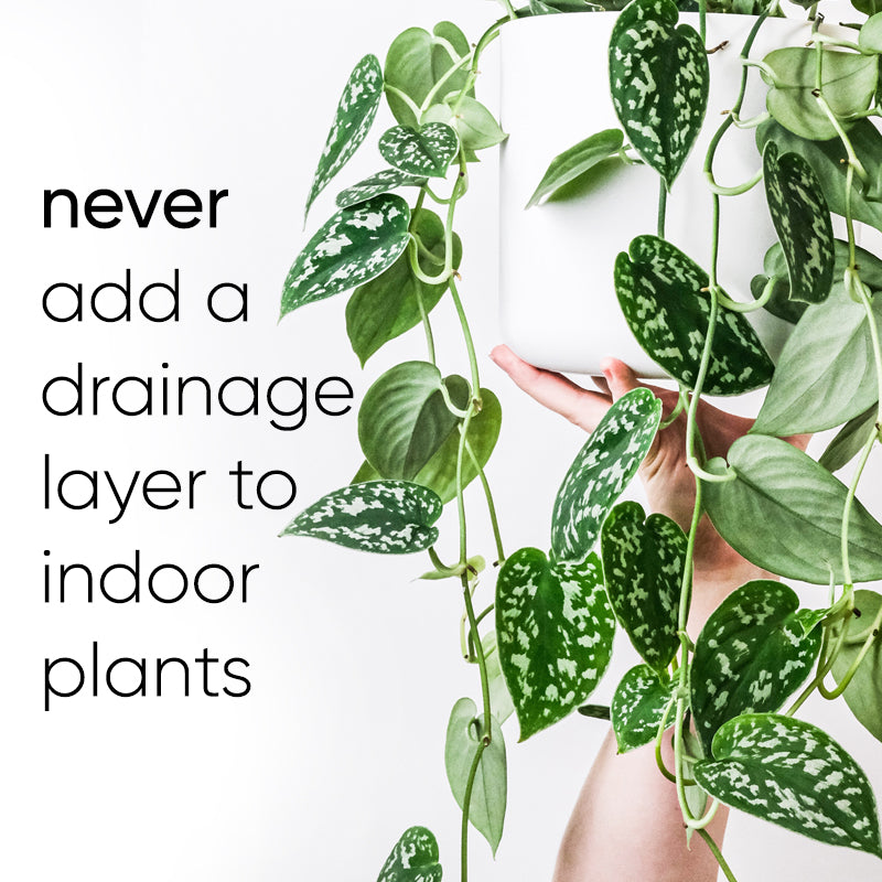 Why you should NEVER add a drainage layer to indoor plants