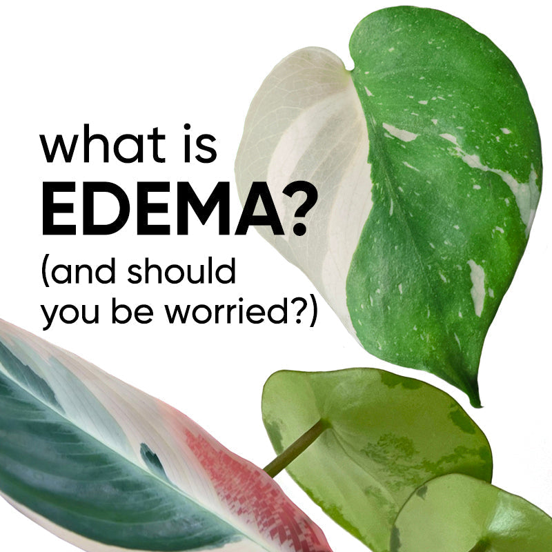What is edema? Why do leaves turn translucent or spots appear after watering?